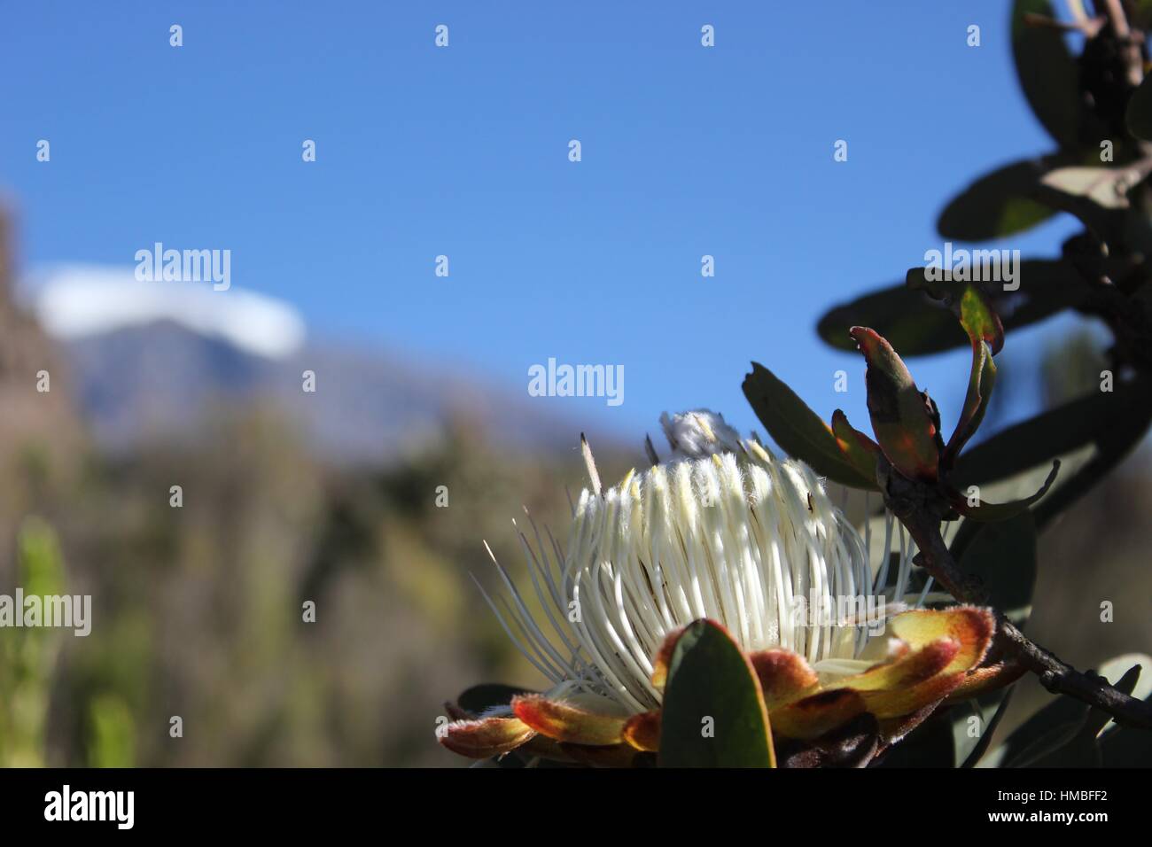 Kilimanjaro flower Stock Photo