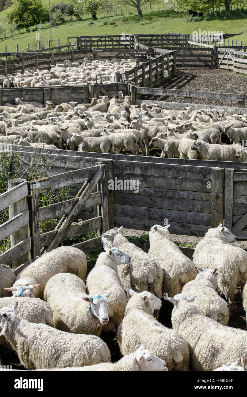 Small town of Te Kuiti (Waikato Region - New Zealand): sheep shearing. Stock Photo