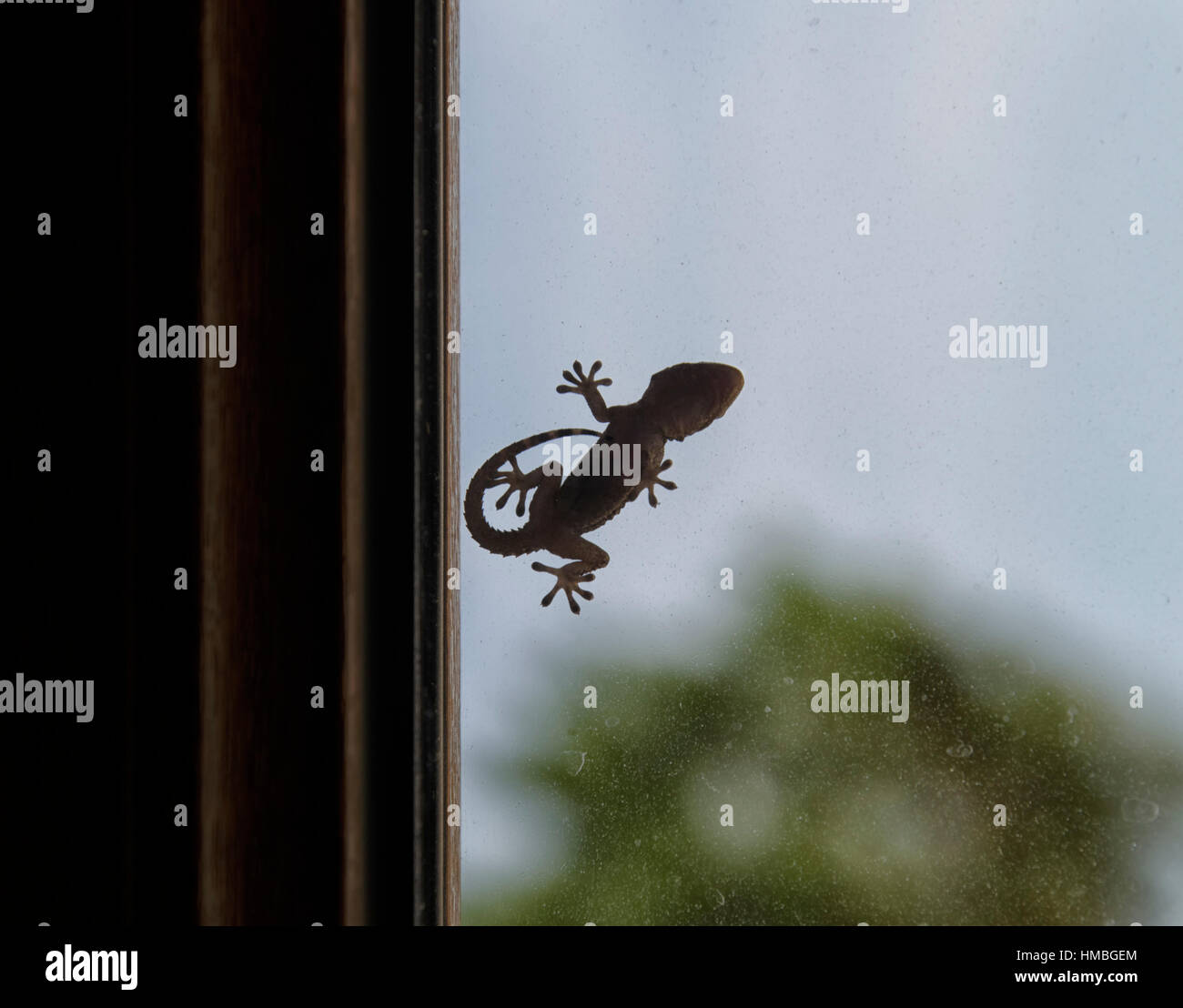 Silhouette of gecko that can be used as logo Stock Photo