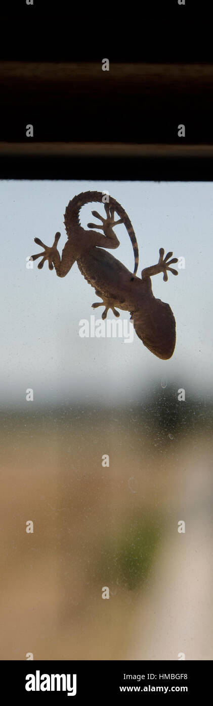 Gecko's shape that can be used as logo Stock Photo