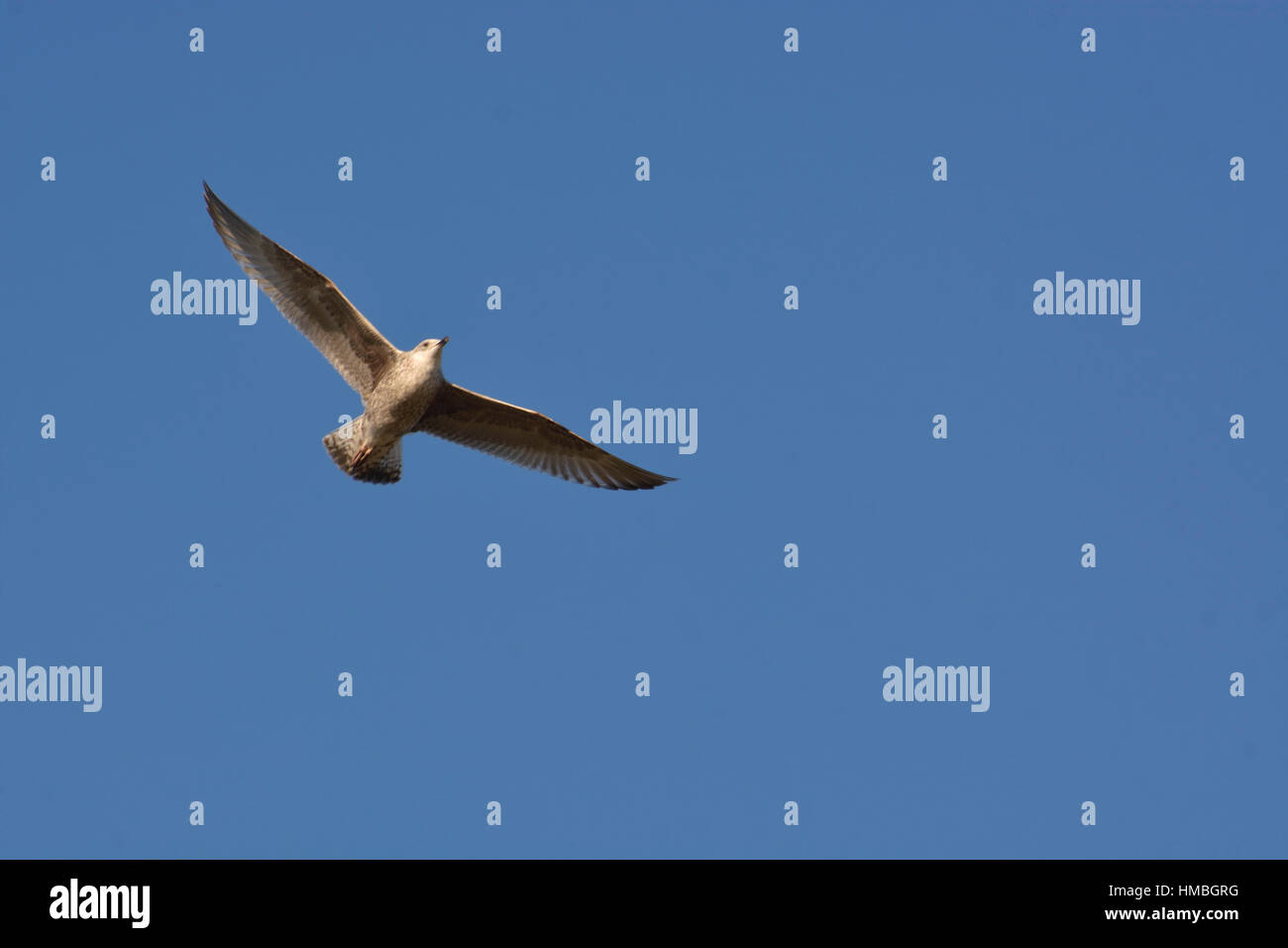 seagulls in flight against the sky Stock Photo - Alamy