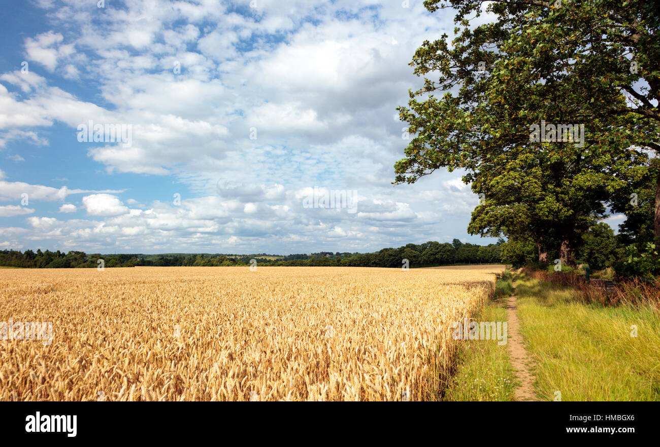 Ripening grain in a Chilterns field under a blue summer sky Stock Photo