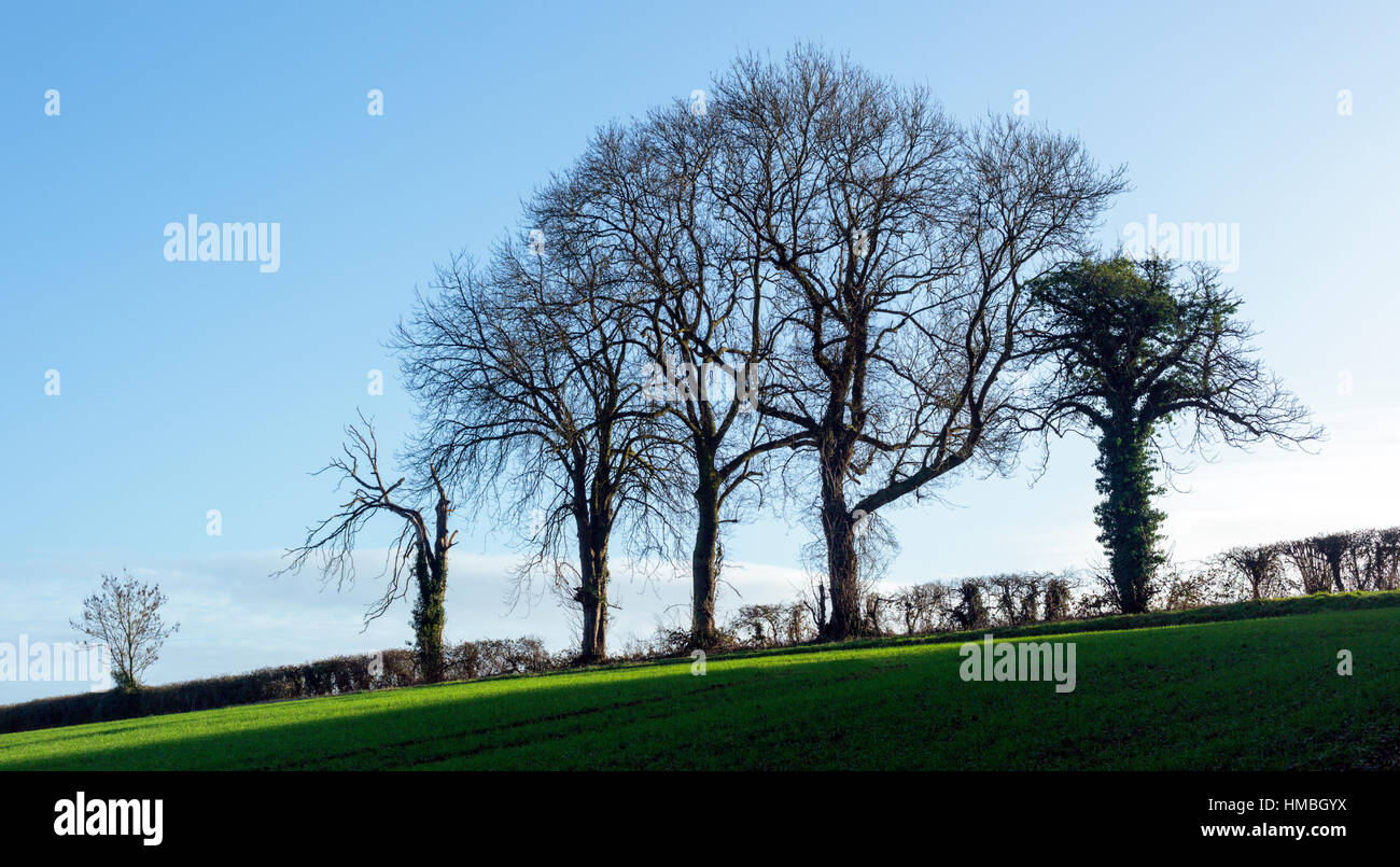 A stand of bare trees highlighted against a winter blue sky in the ...