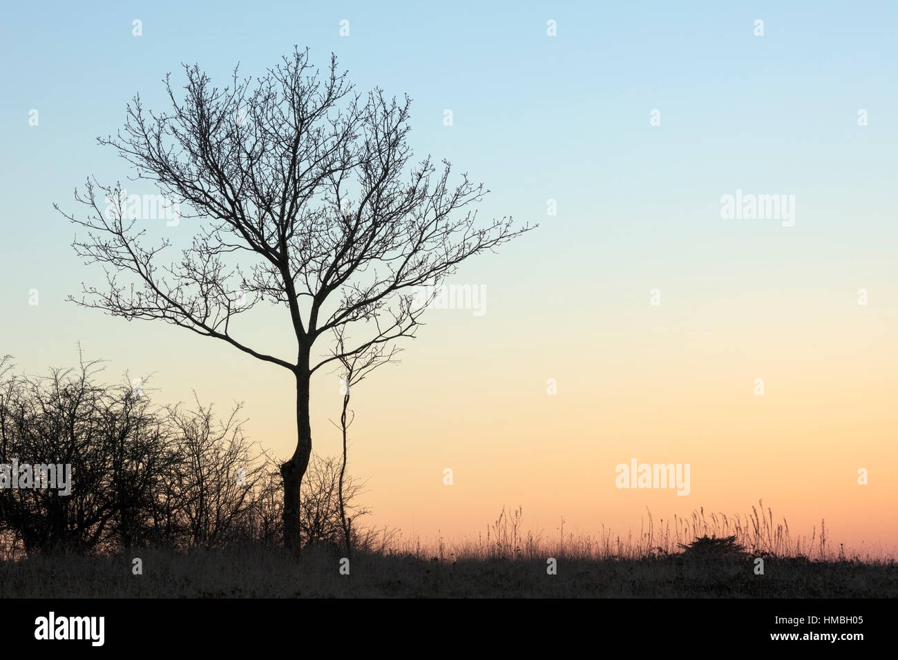 Solitary tree with branches silhouetted against a winter sunset Stock Photo