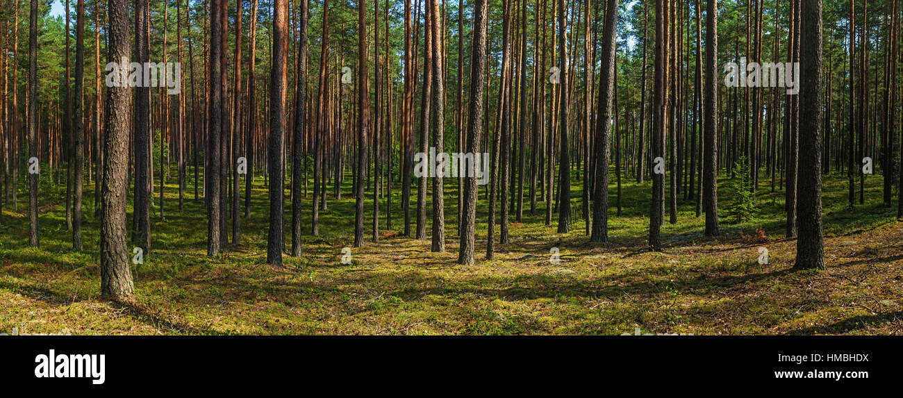 Pine forest in summer Stock Photo - Alamy