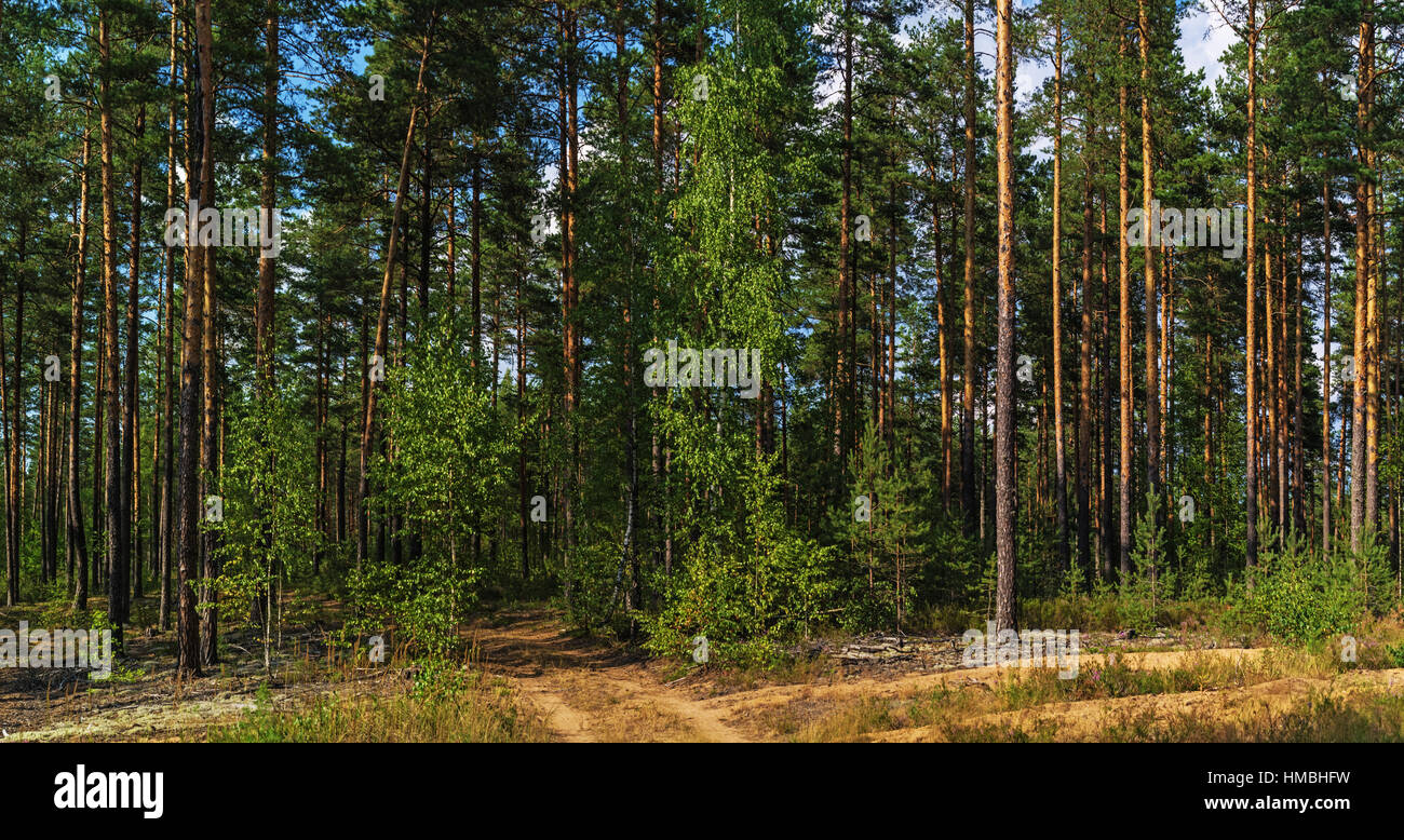 Pine forest in summer Stock Photo - Alamy