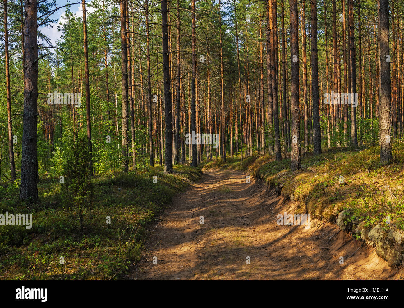 Pine forest in summer Stock Photo - Alamy