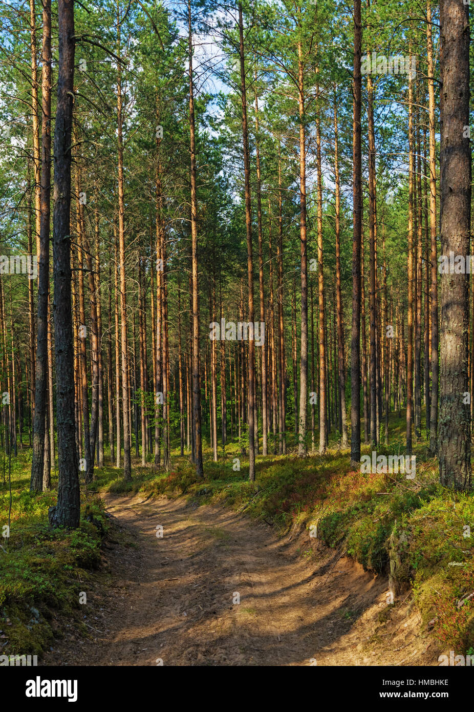 Pine forest in summer Stock Photo - Alamy
