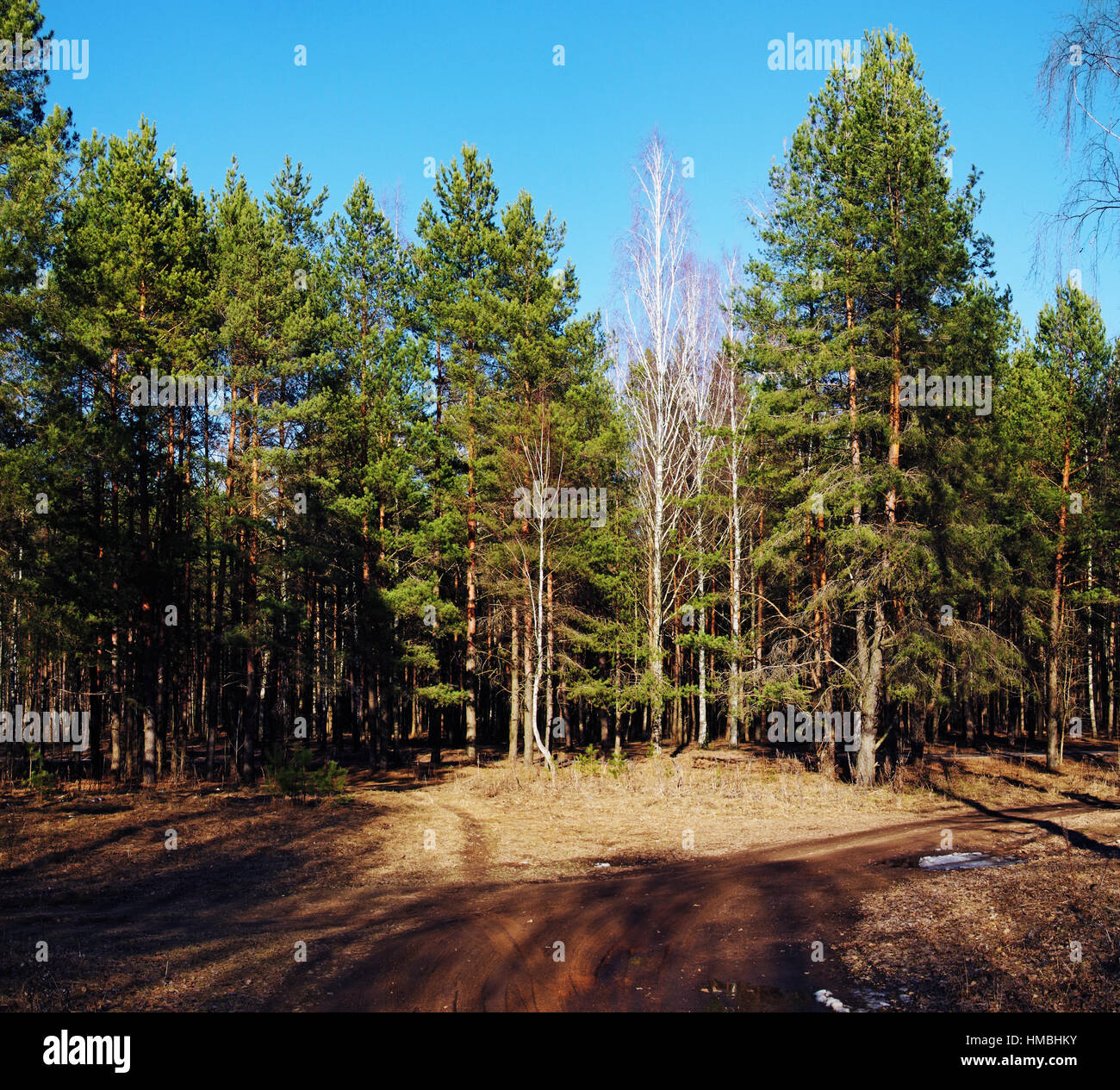Pine forest in summer Stock Photo - Alamy