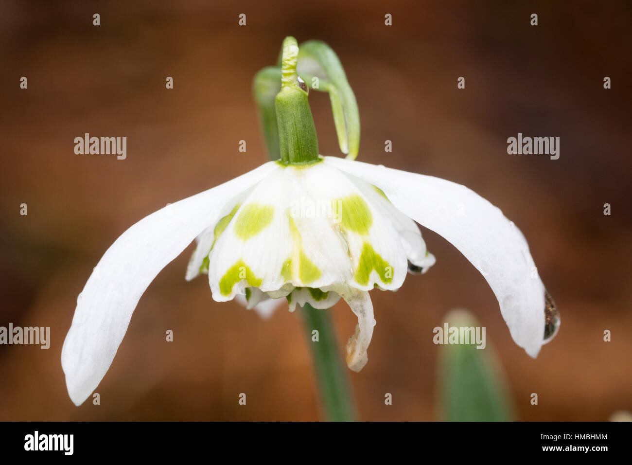 Single flower of the double snowdrop, Galanthus nivalis 'Lady Beatrix Stanley' Stock Photo