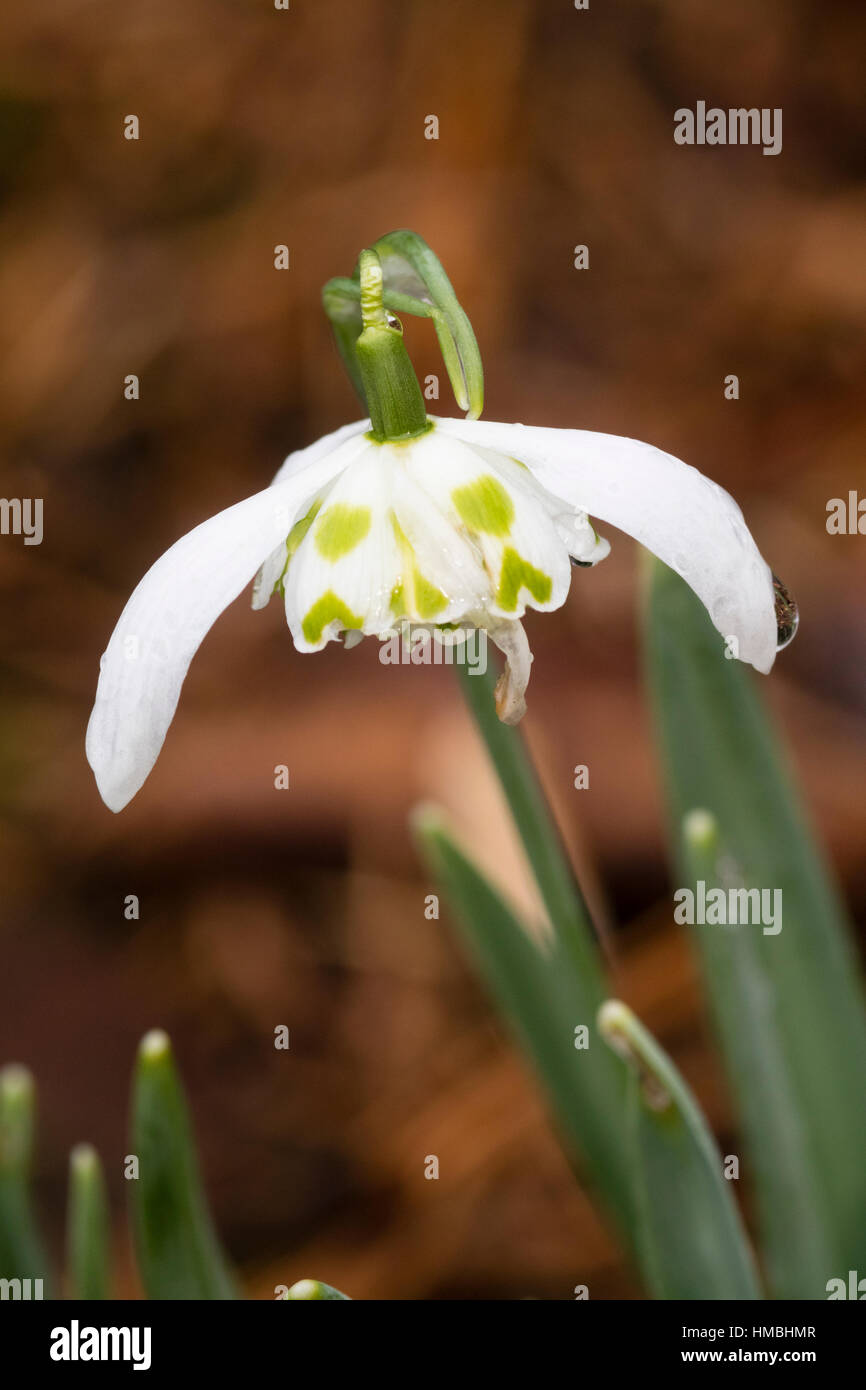 Single flower of the double snowdrop, Galanthus nivalis 'Lady Beatrix Stanley' Stock Photo