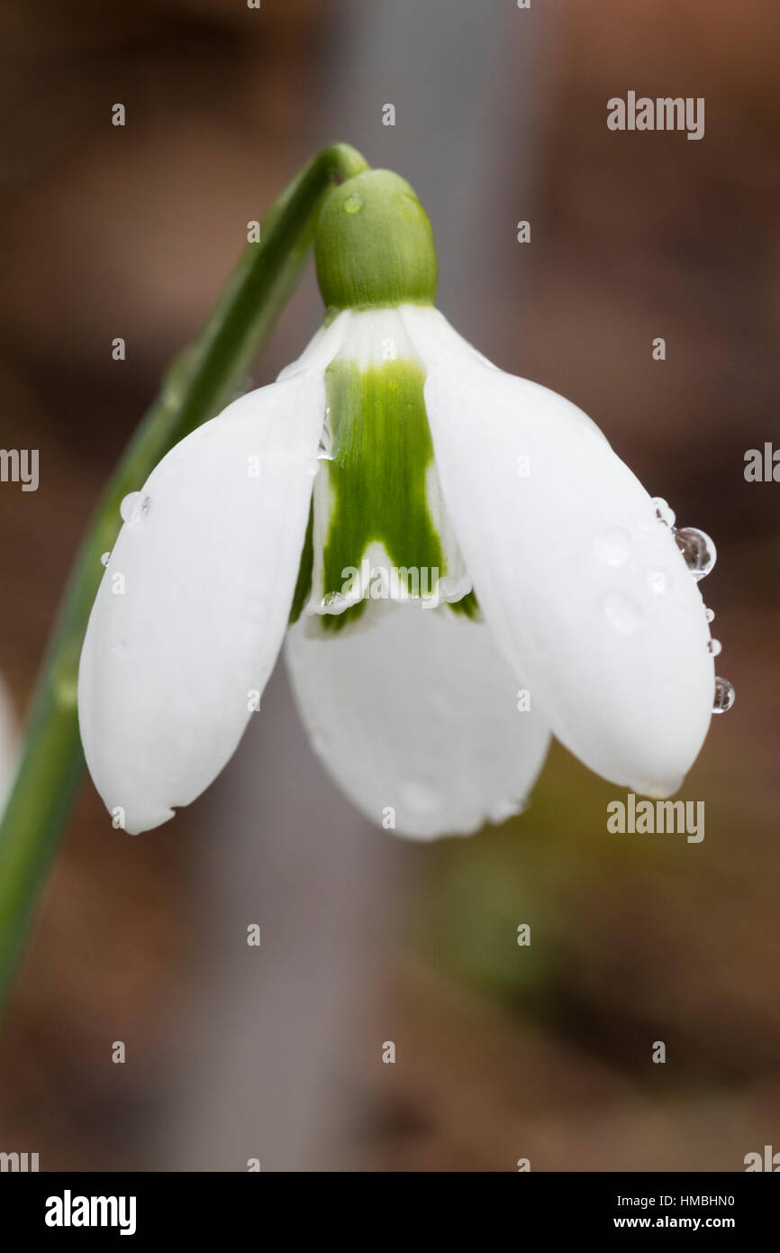 Single flower of the selected form of the Crimean snowdrop, Galanthus plicatus 'Lord Lieutenant' Stock Photo