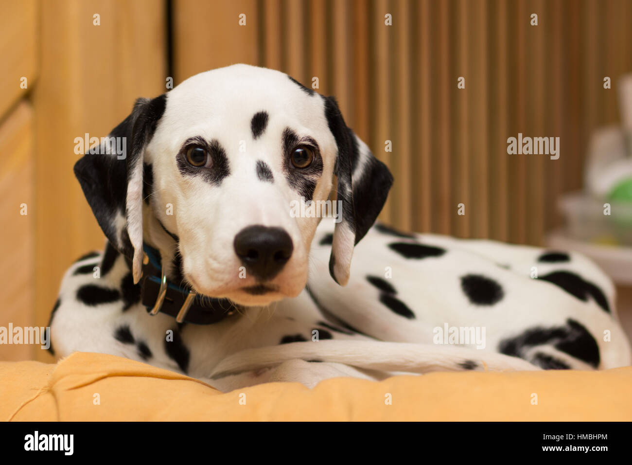 Young dalmatian puppy lying on the pillow Stock Photo - Alamy