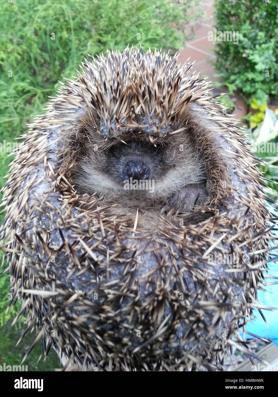 Hedgehog rolled into ball hires stock photography and images Alamy