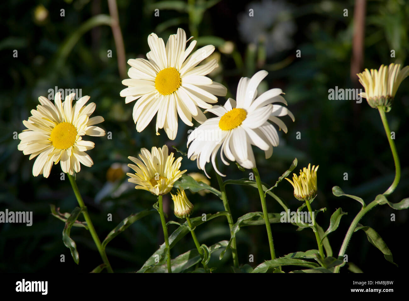 Shasta daisies on a sunny day Stock Photo