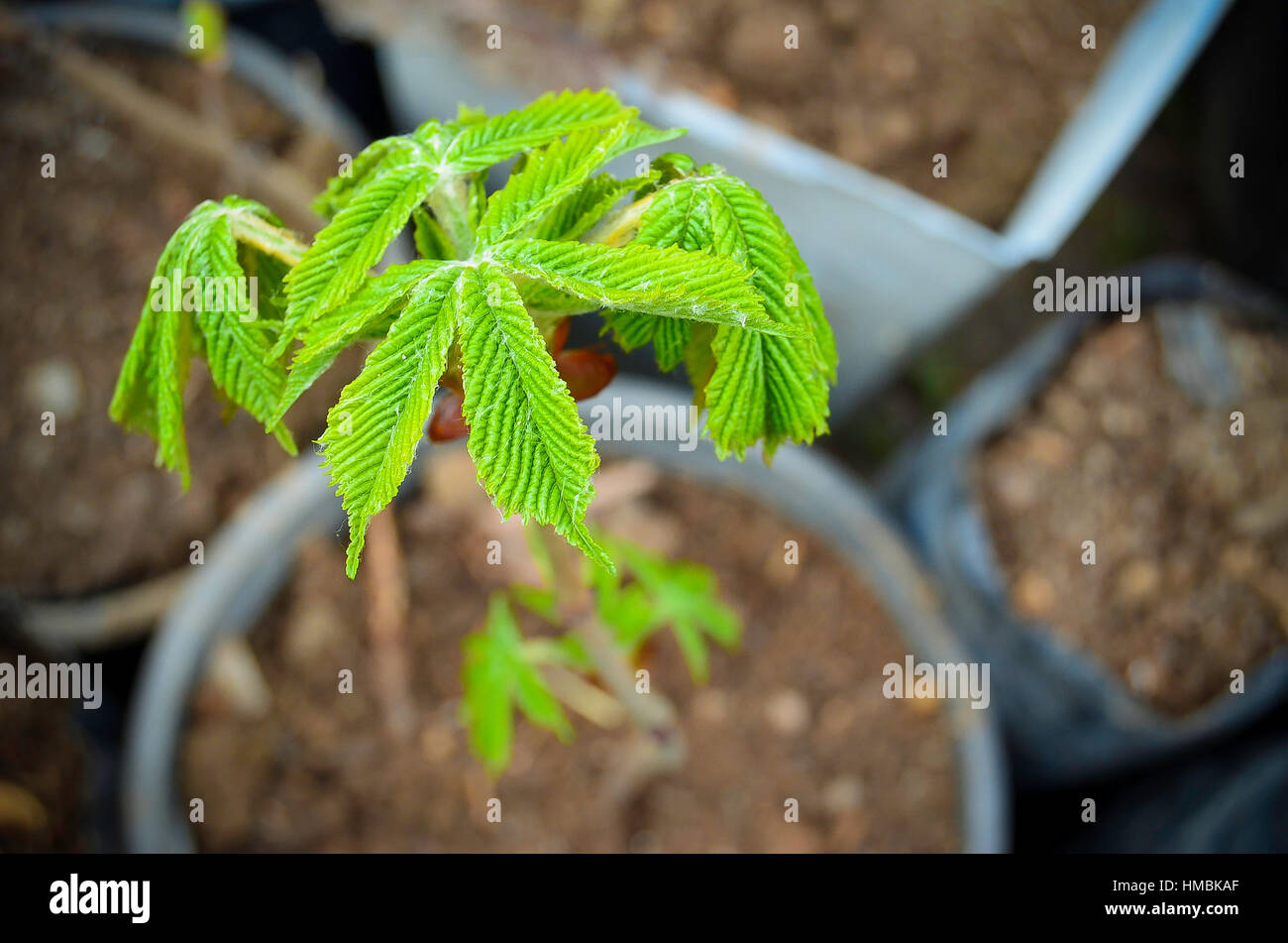 İvy Growing in Pot Stock Photo