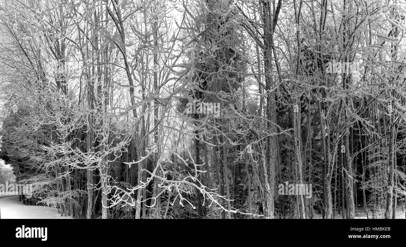 Fores view Black and White Stock Photos & Images - Alamy