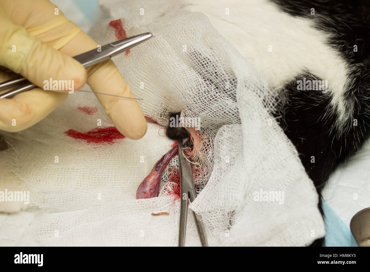 Cat Castration. The eggs, bandage, clamp, thread, gloves, fingers, blood vessels, vas deferens, the needle, the blood Stock Photo