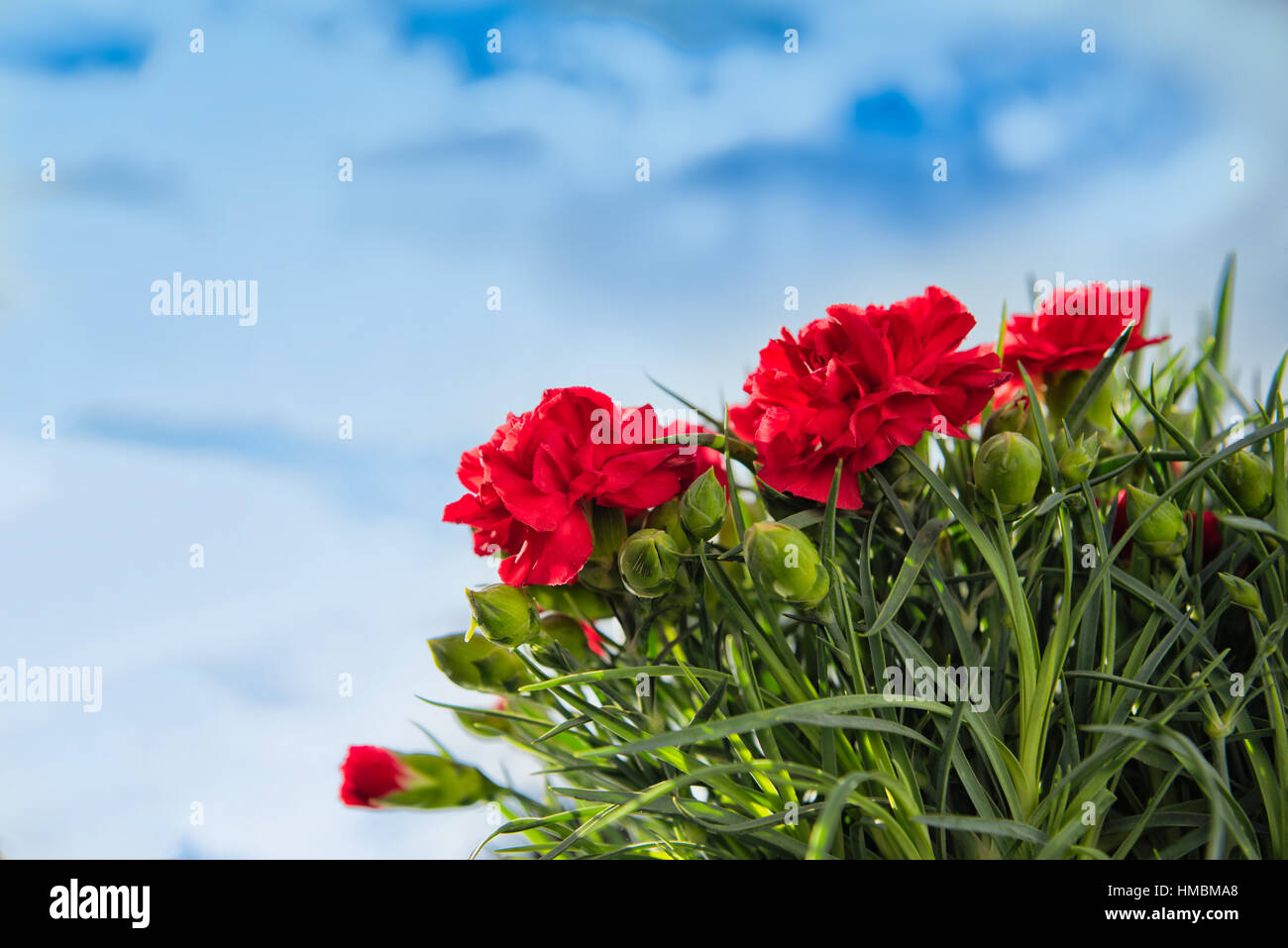 Lovely red blossoms with green isolated from blue sky background Stock Photo