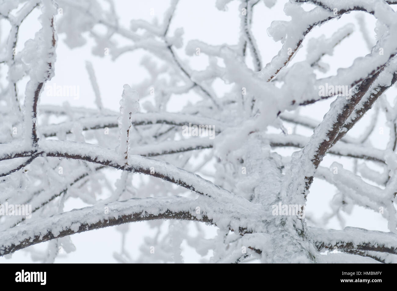Freezing rain or sleet covered the trees and branches Stock Photo