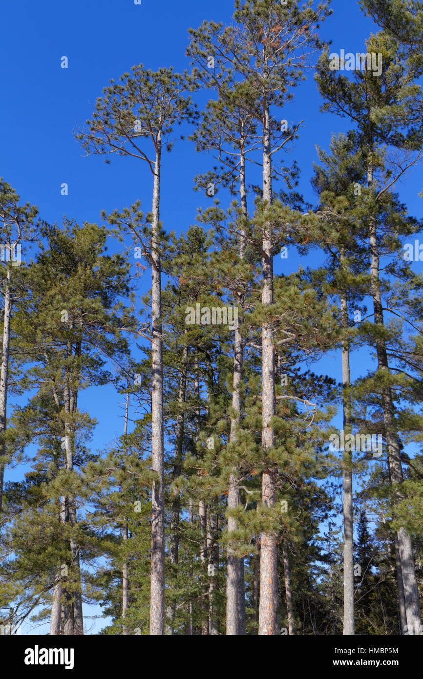 Pine trees in forest Stock Photo Alamy