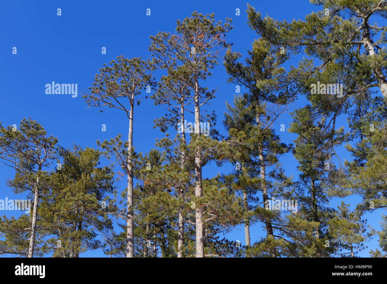 Pine trees in forest Stock Photo - Alamy