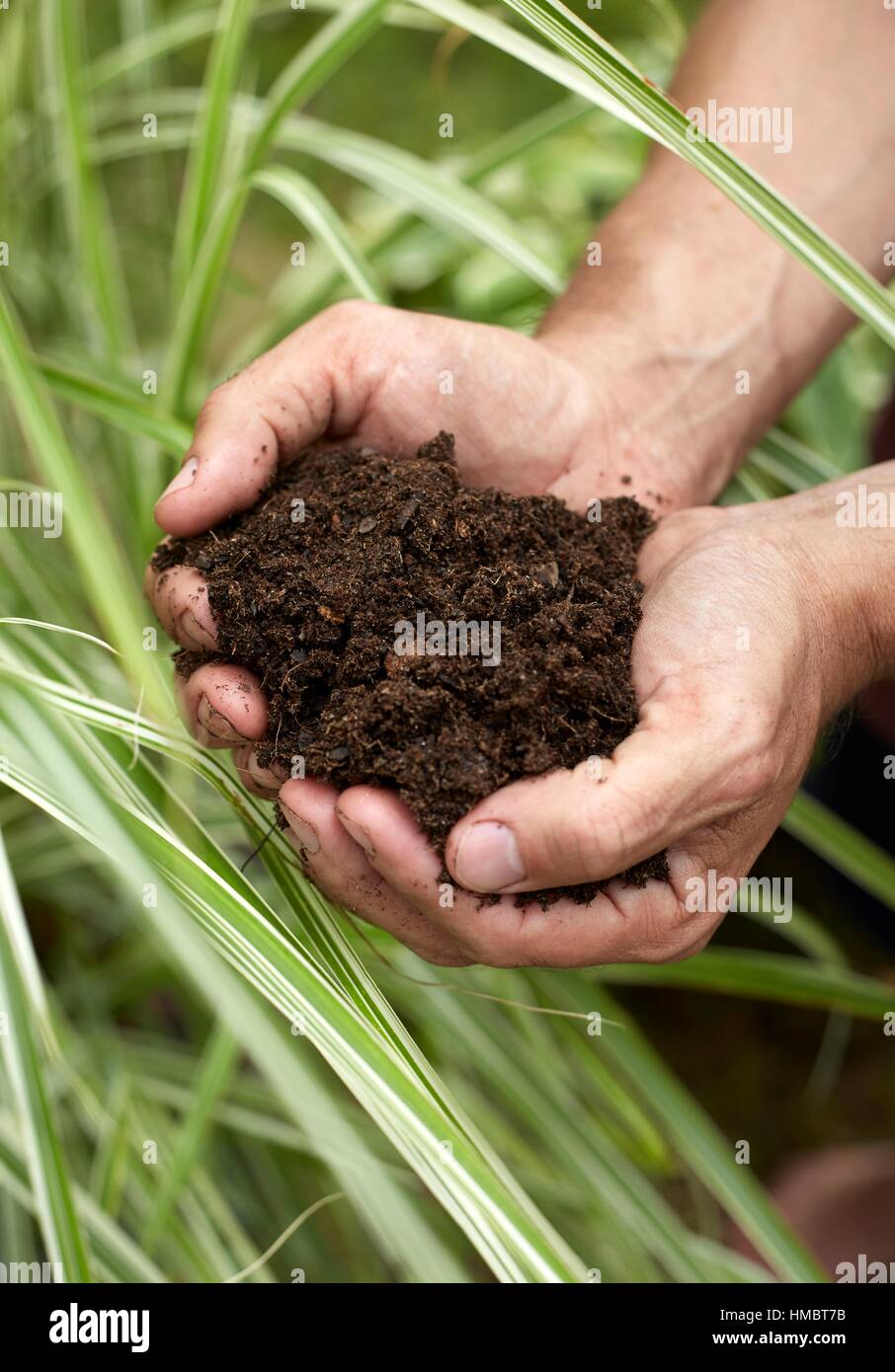 A man´s hands holding dirt Stock Photo Alamy