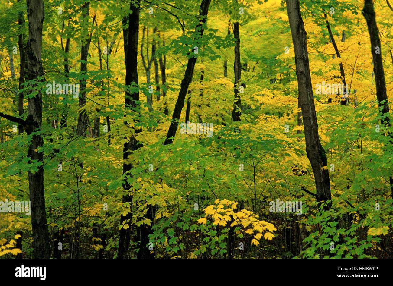 Hardwood forest in early autumn colour, bwood, Ontario, Canada Stock