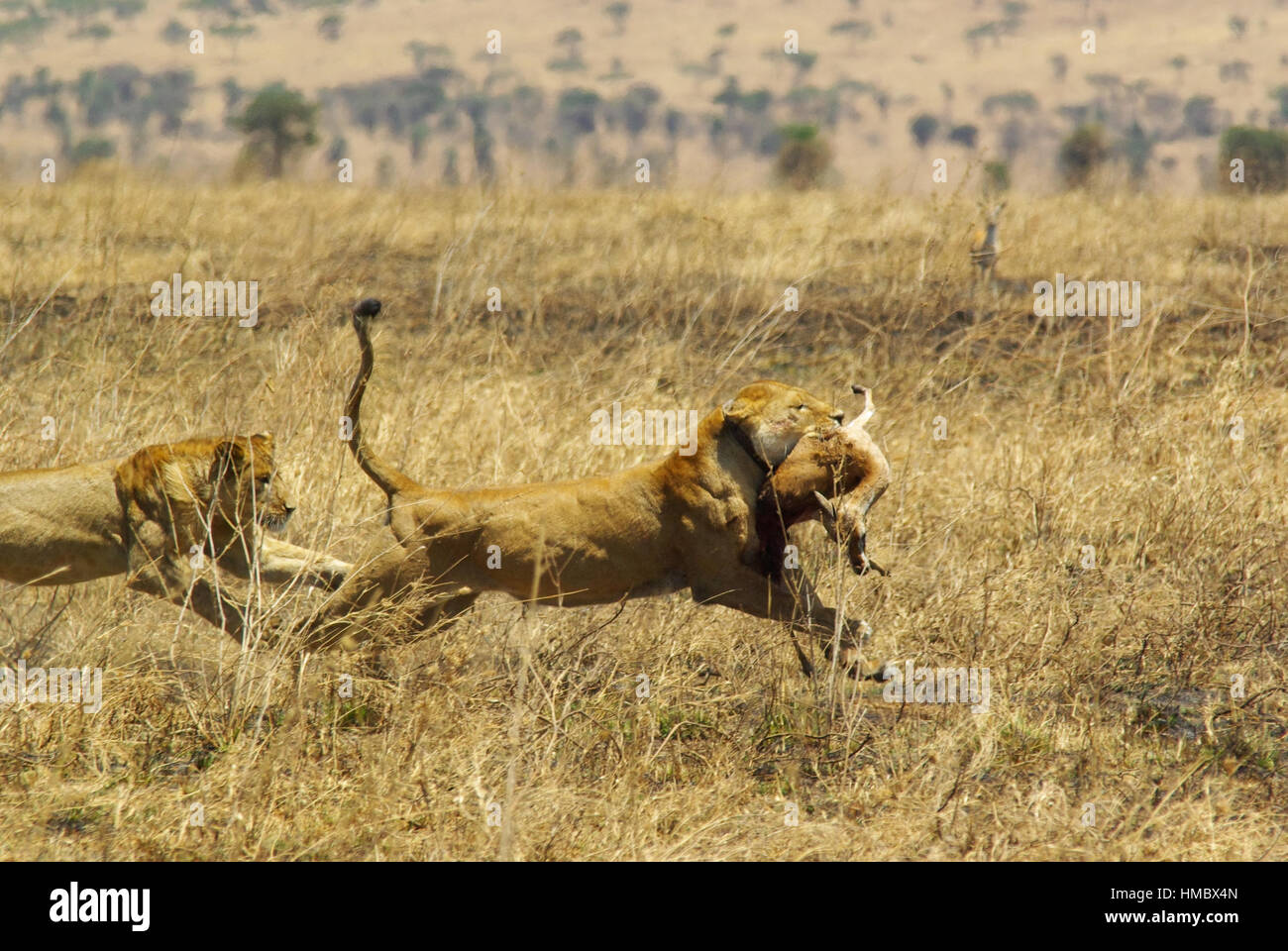 Wild animals of Africa in their environment: Lion running with prey in mouth Stock Photo - Alamy Wild animals of Africa in their environment: Lion running with prey in mouth Stock Photo - Alamy