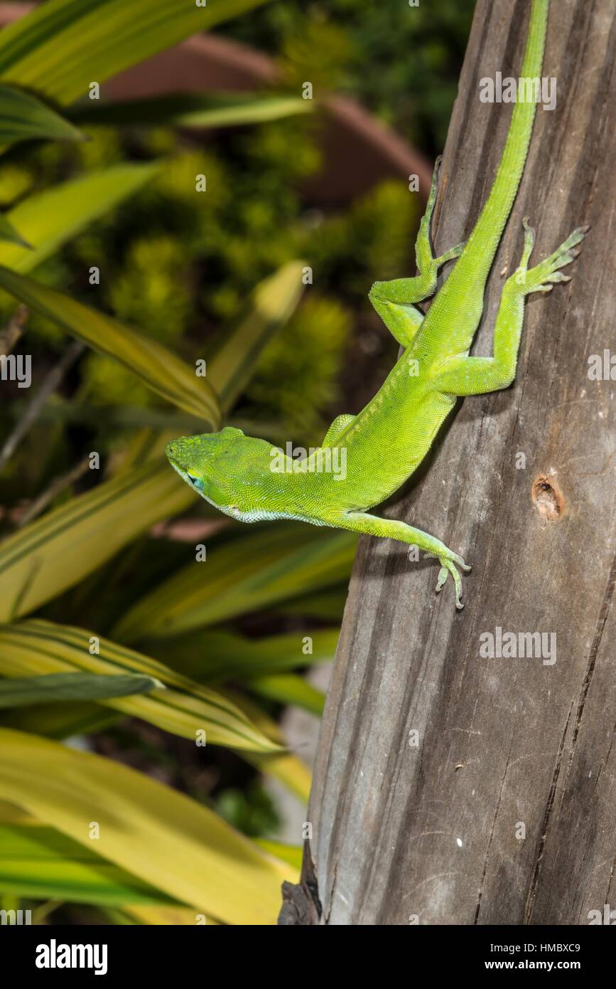 Green Anole Lizard (Anolis carolinensis). Morehead City, North Carolina, USA Stock Photo Alamy