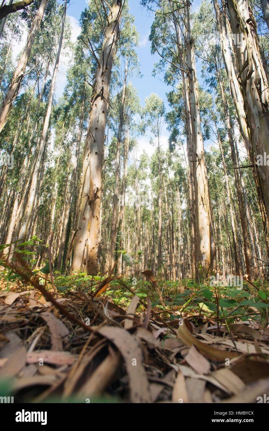 Eucalyptus forest in the Camino de Santiago, near Mondonedo, Lugo, Galicia,  Spain, Europe Stock Photo - Alamy