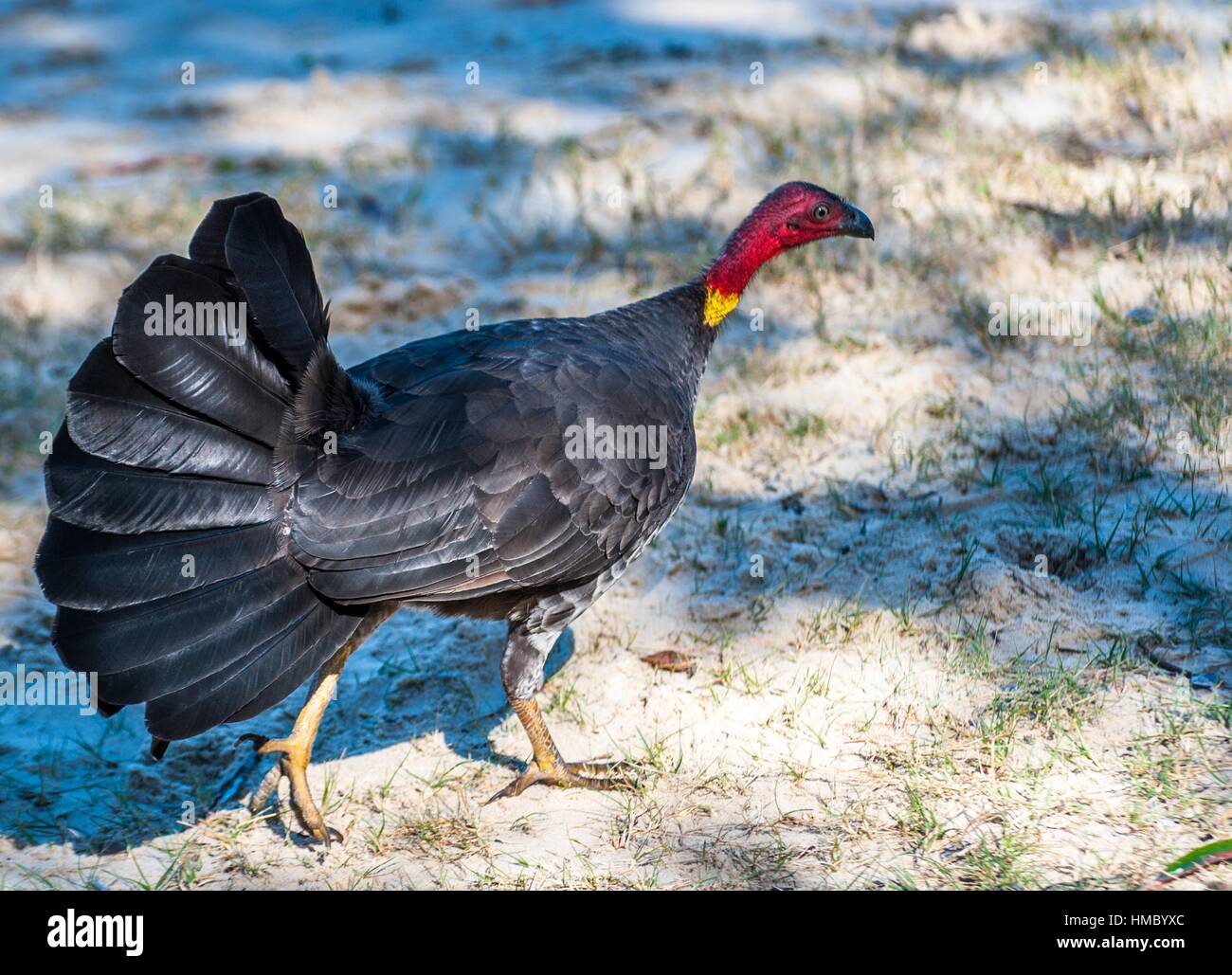 The Australian brushturkey or Australian brushturkey , also frequently