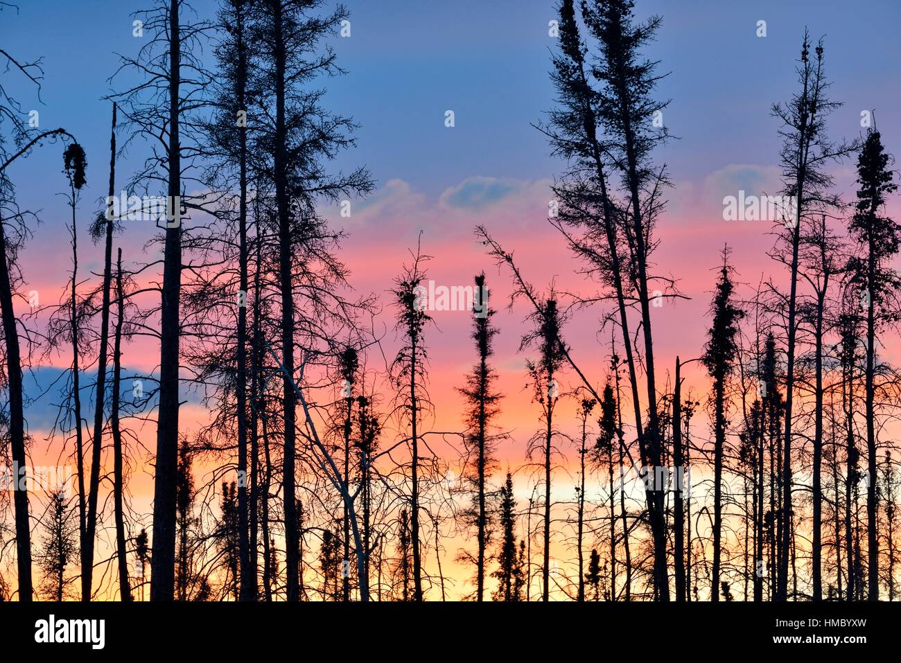 Canada boreal forest fire hi-res stock photography and images - Alamy