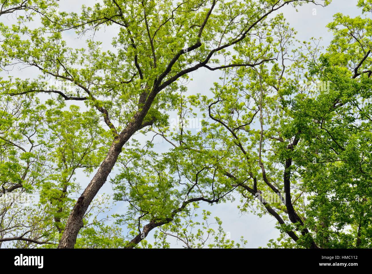 Bastrop county, texas, hires stock photography and images Alamy