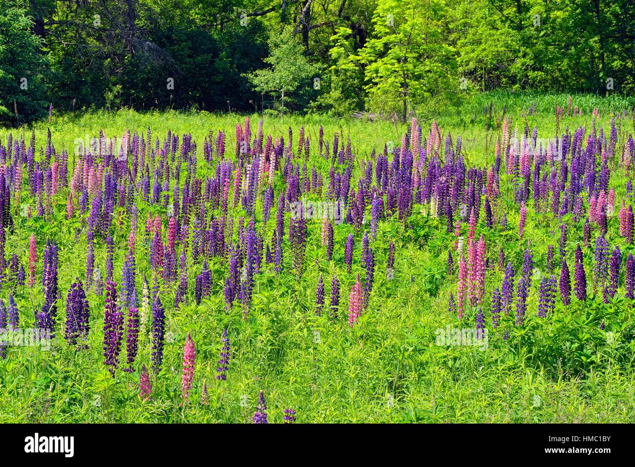 A field of lupines, Danbury, Wisconsin, USA. Stock Photo
