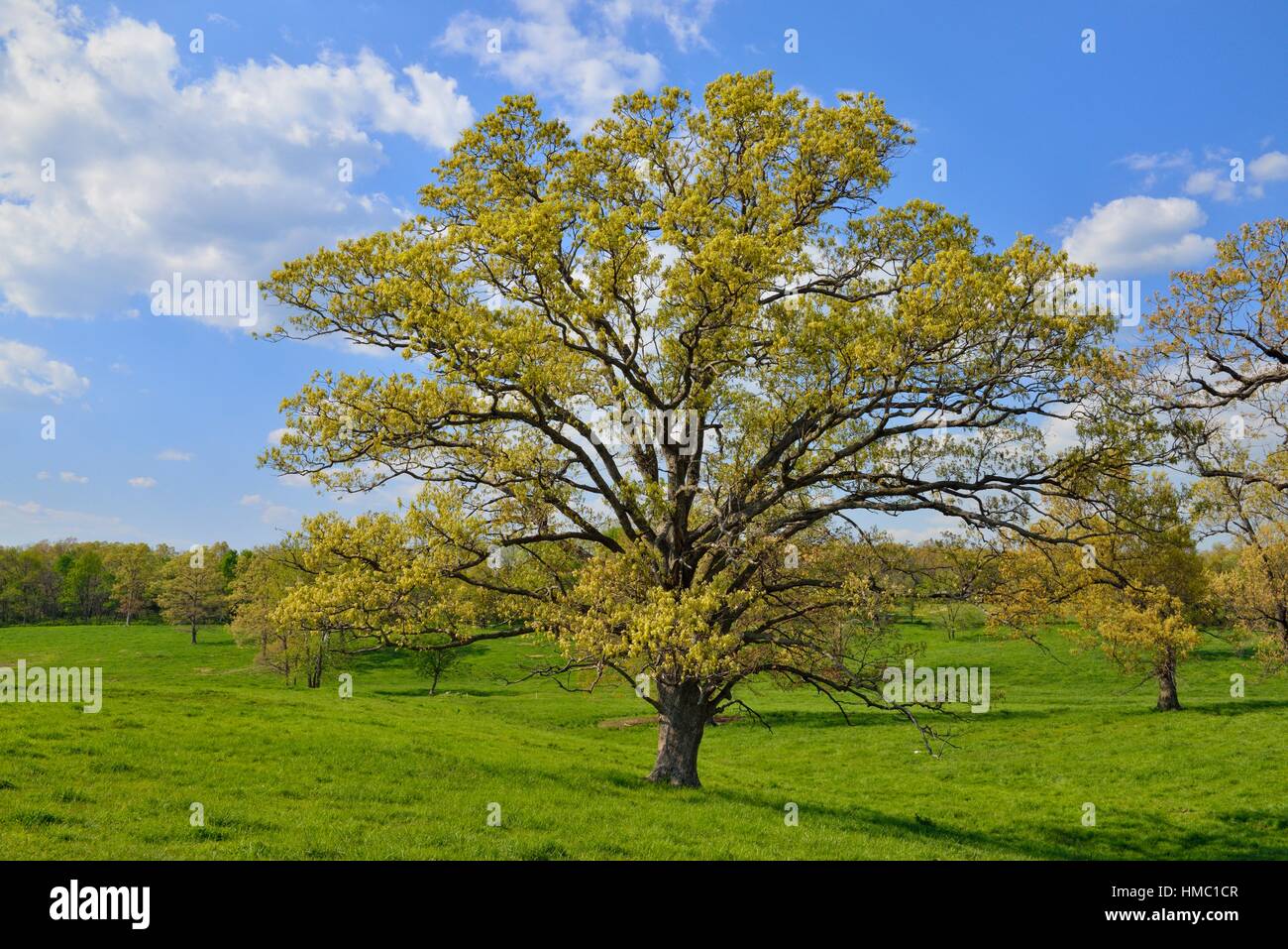 Oak trees with spring foliage, near Conway, Missouri, USA Stock Photo