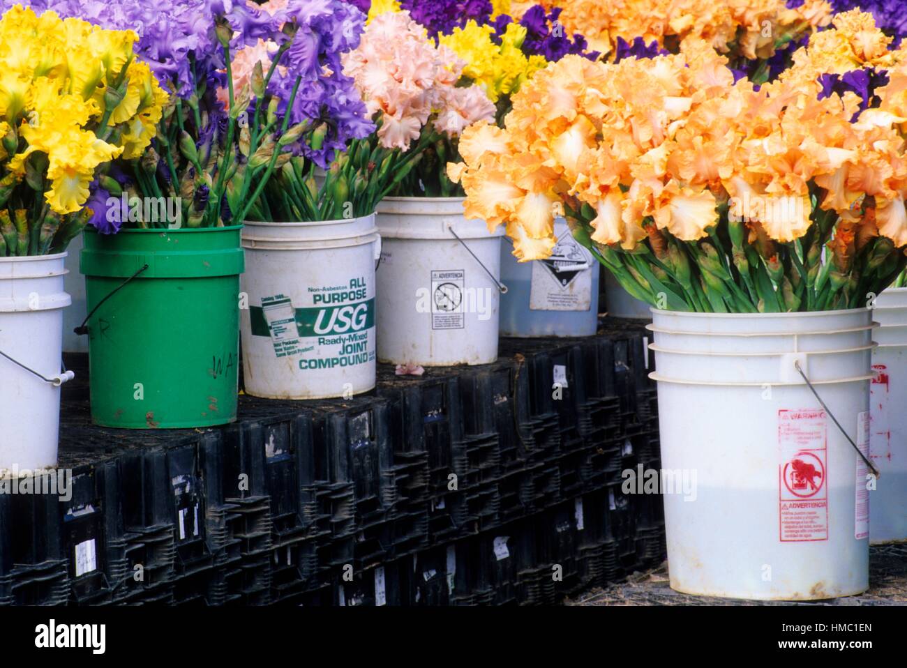 Iris blooms at cut flower stand, Schreiners Iris Gardens, Marion County, Oregon. Stock Photo