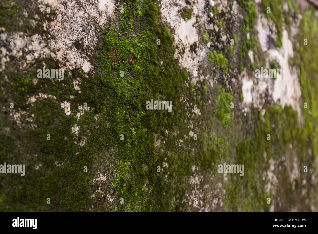 Green moss on the Tomb wall from the old vietnamese temple Stock Photo