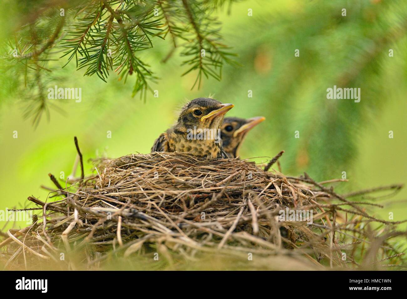Robin egg nest tree hires stock photography and images Alamy