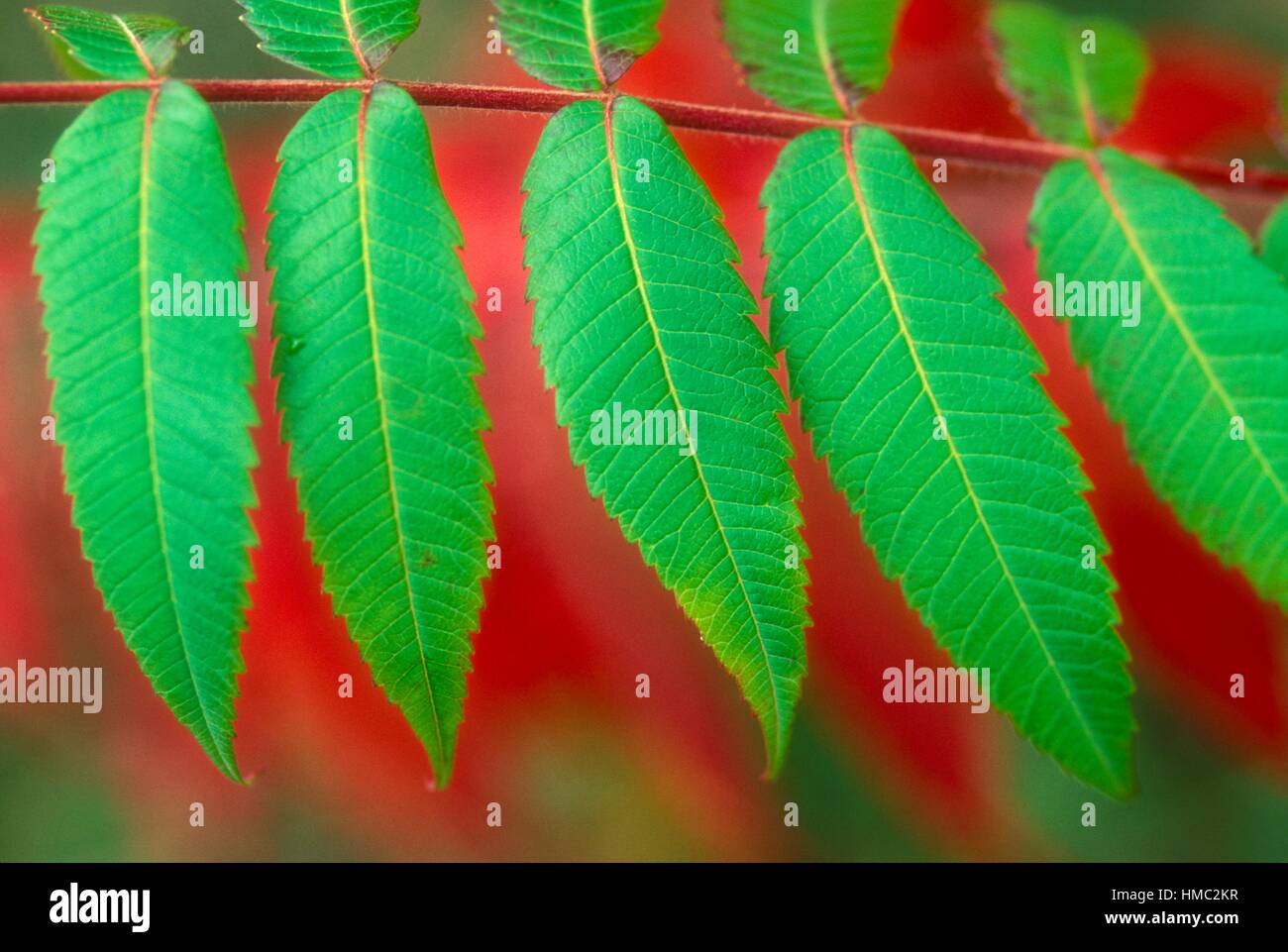 Staghorn sumac (Rhus typhina) Autumn leaves, Naughton, Ontario, Canada