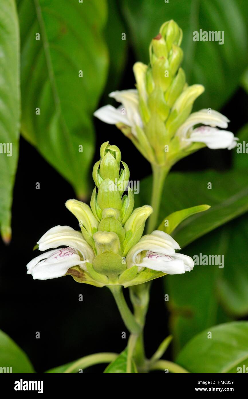 Justicia adhatoda, commonly known in English as Malabar nut ...