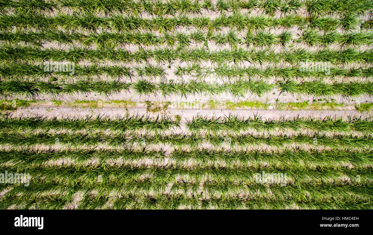 Aerial view looking down on sugarcane plants growing in rows at Valdora on the Sunshine Coast of Queensland, Australia. Stock Photo