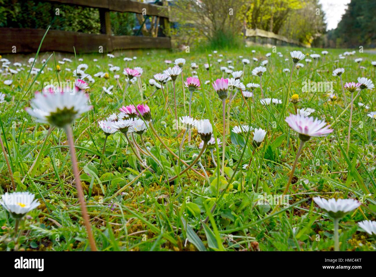 Daisy chains on a meadow Stock Photo Alamy