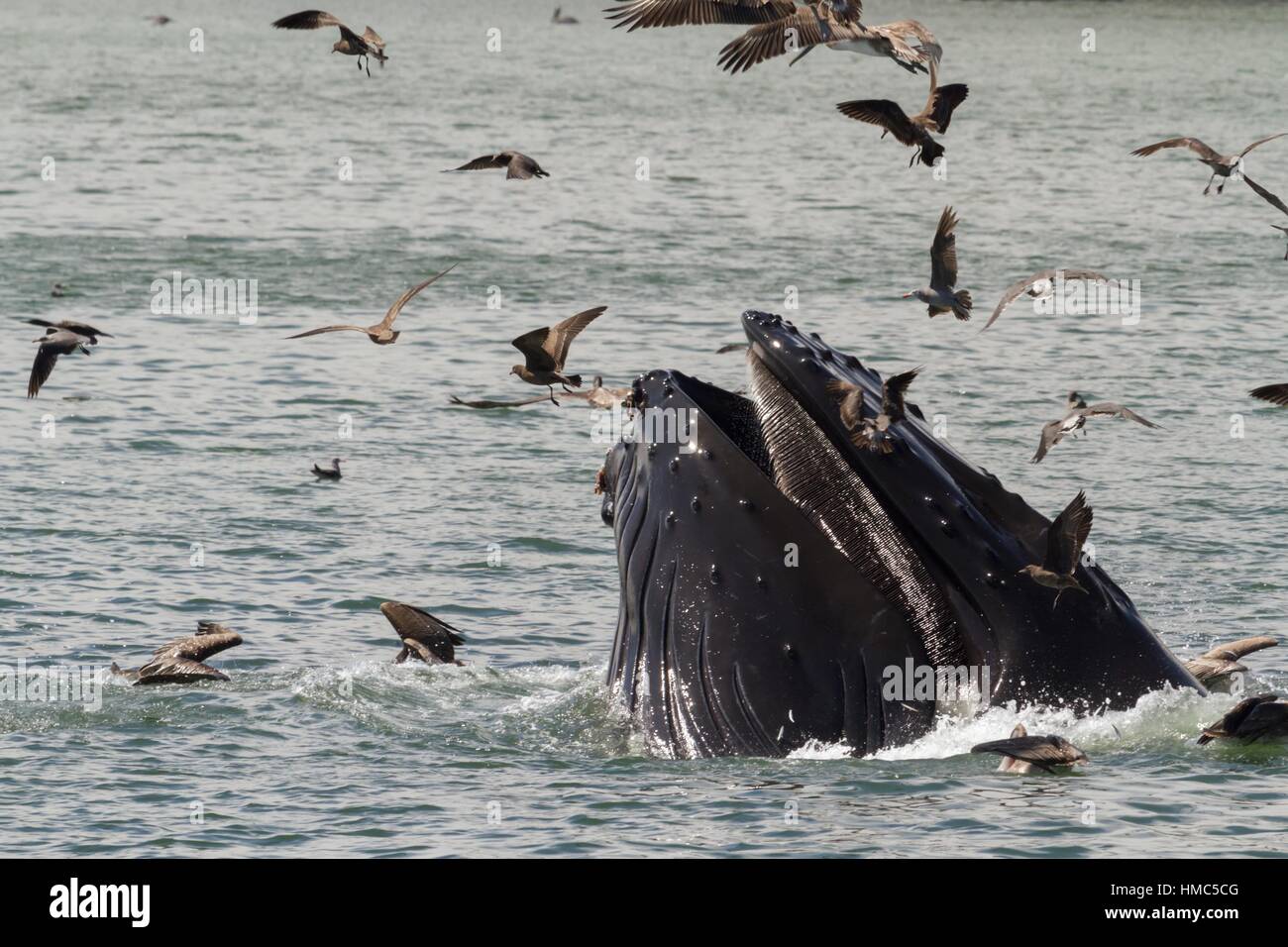 Humpback whale lunge feeding in Avila Beach, California, USA Stock ...