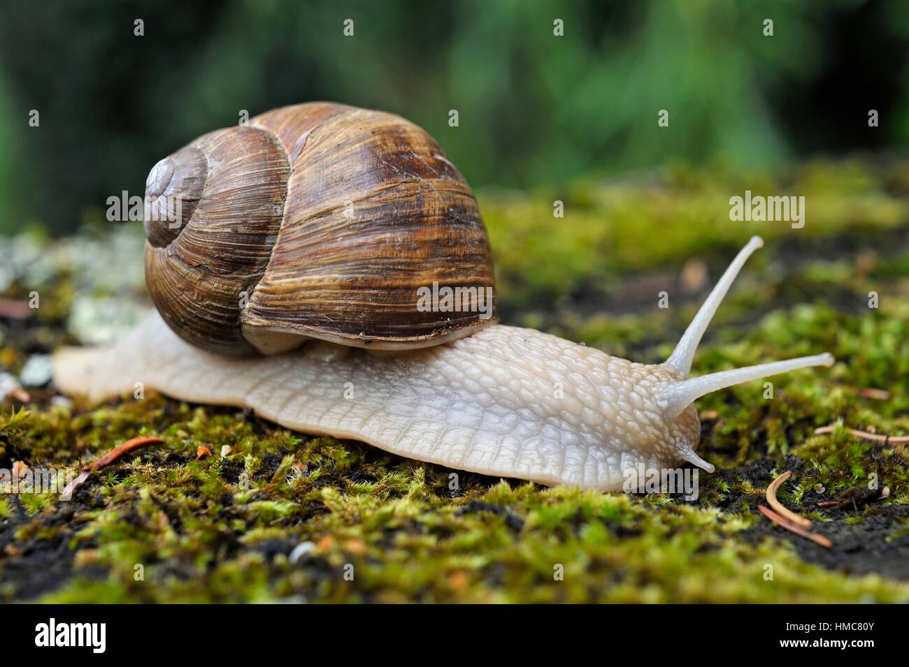 улитка 40. улитка 40. черная улитка. улитка на белом фоне. улитка 40.