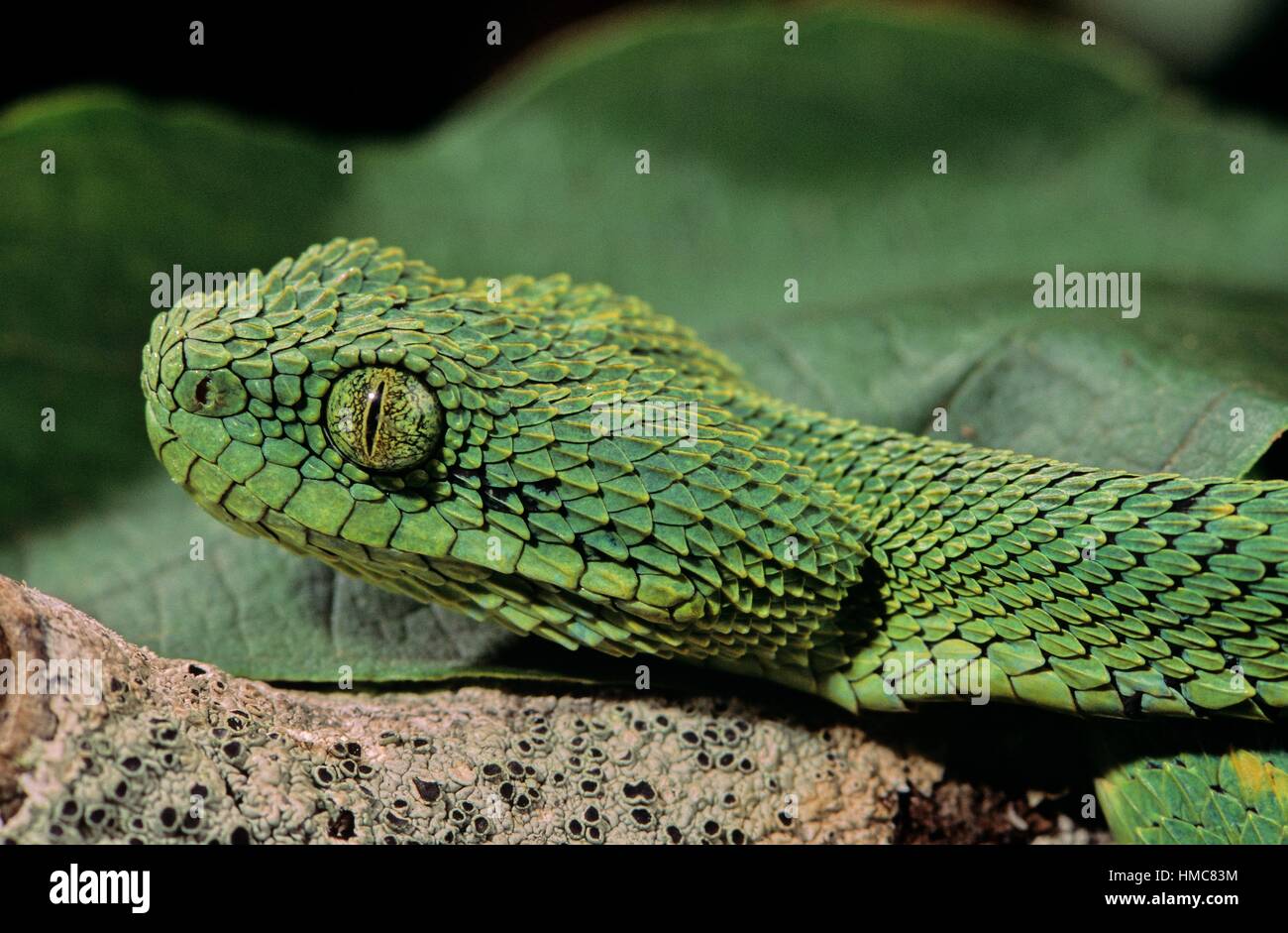 Green Bush Viper - Atheris chlorechis, Green Bush Viper www…