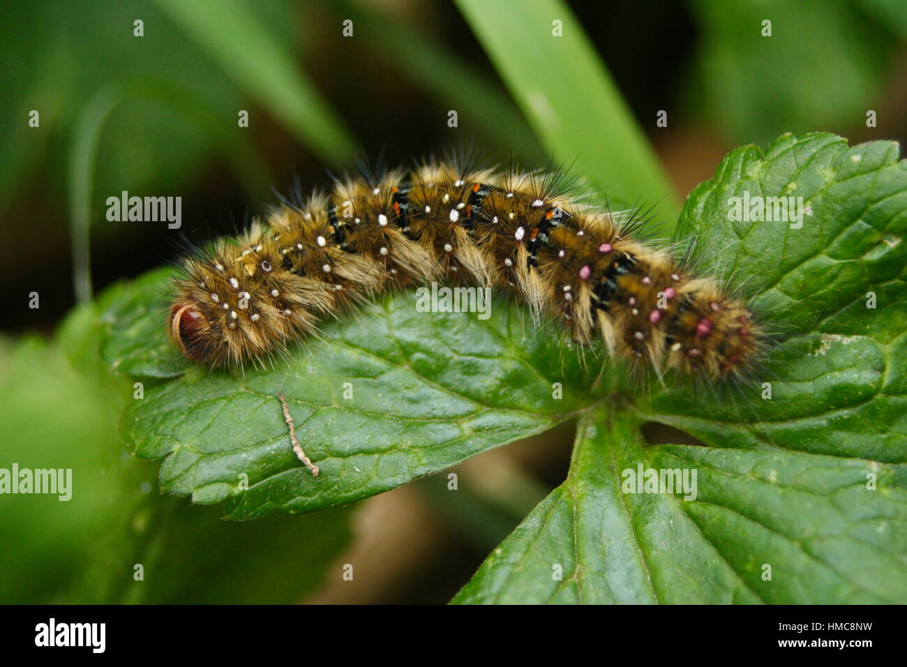 Painted lady caterpillar eating hires stock photography and images Alamy