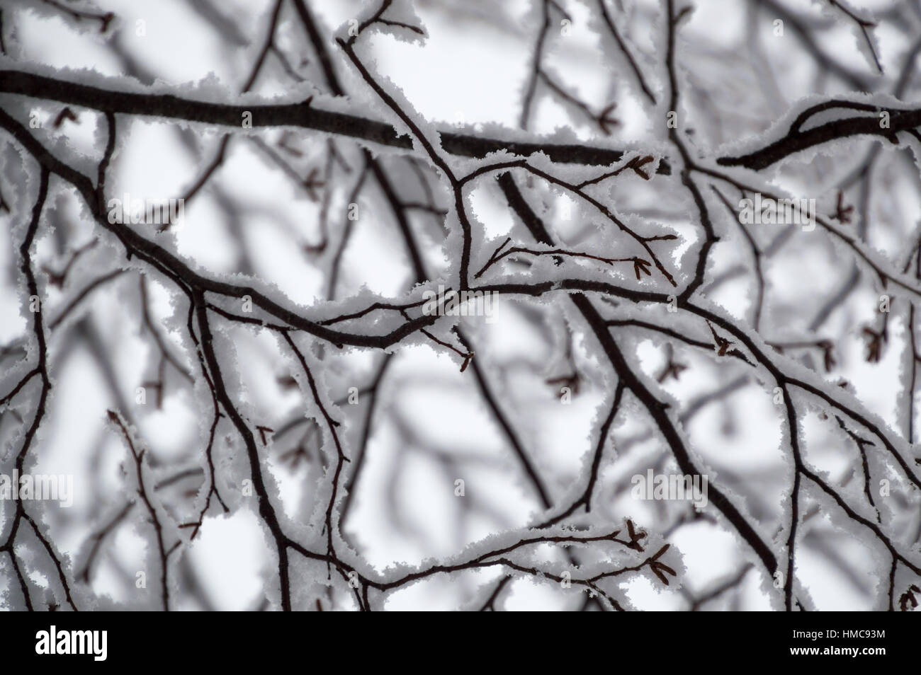 This black and white looking abstract design is random and squiggly and quite pretty.  It shows the underneath of snow covered tree branches and catki Stock Photo