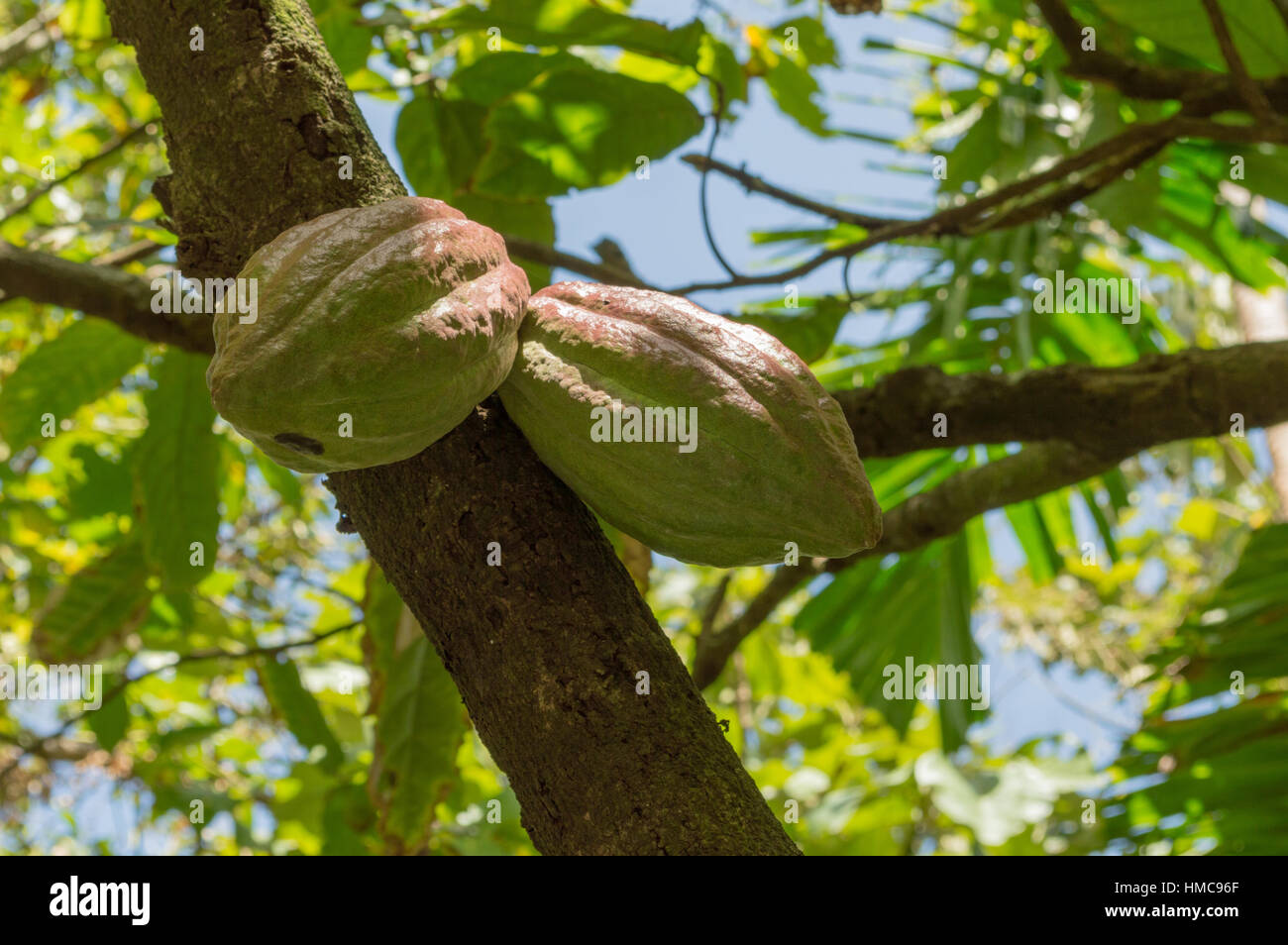 2 cocoa pods growing in Saint Lucia for making chocolate Stock Photo