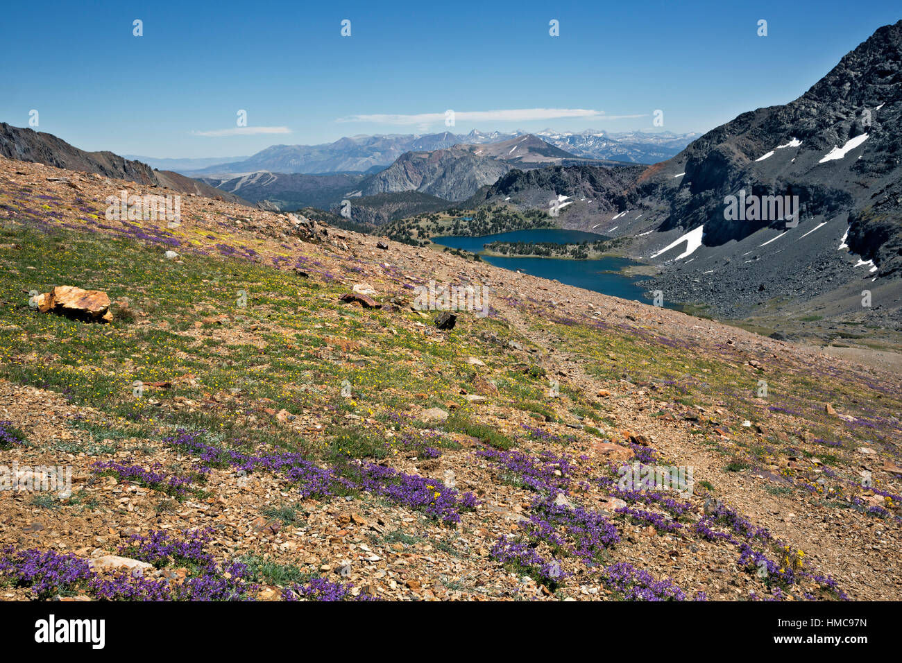 CA02995-00...CALIFORNIA - Wildflowers blooming along the trail below Koip Peak Pass descending to Alger Lakes in the Ansel Adams Wilderness. Stock Photo